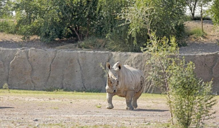 Sharjah Safari announces reopening date